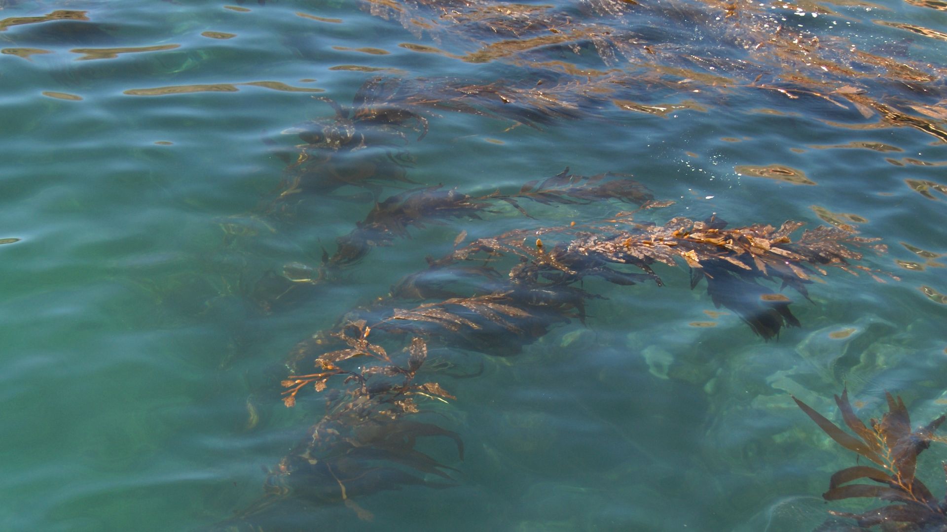 File:Kelp forest Channel Islands.JPG