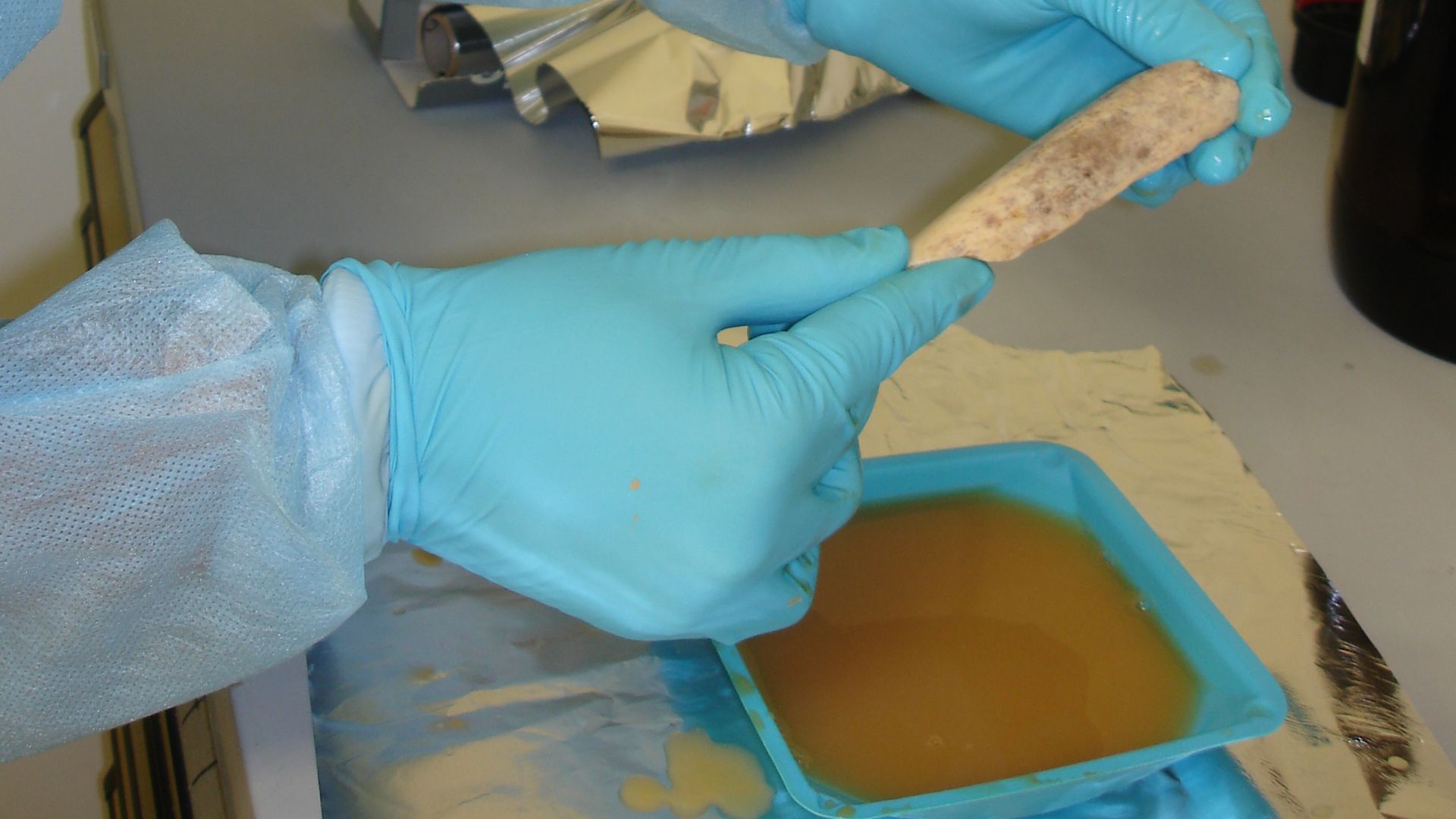 File:Neanderthal DNA extraction.jpg