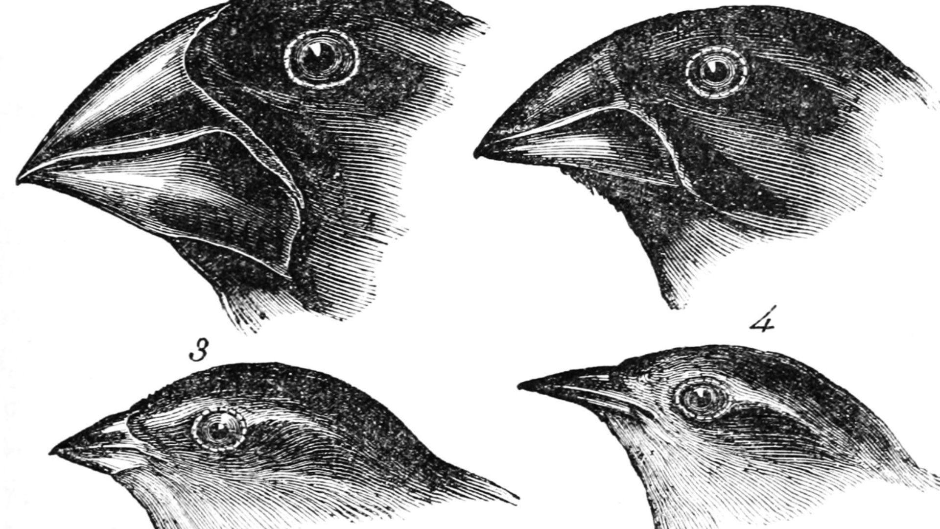 File:Darwin's finches by Gould.jpg