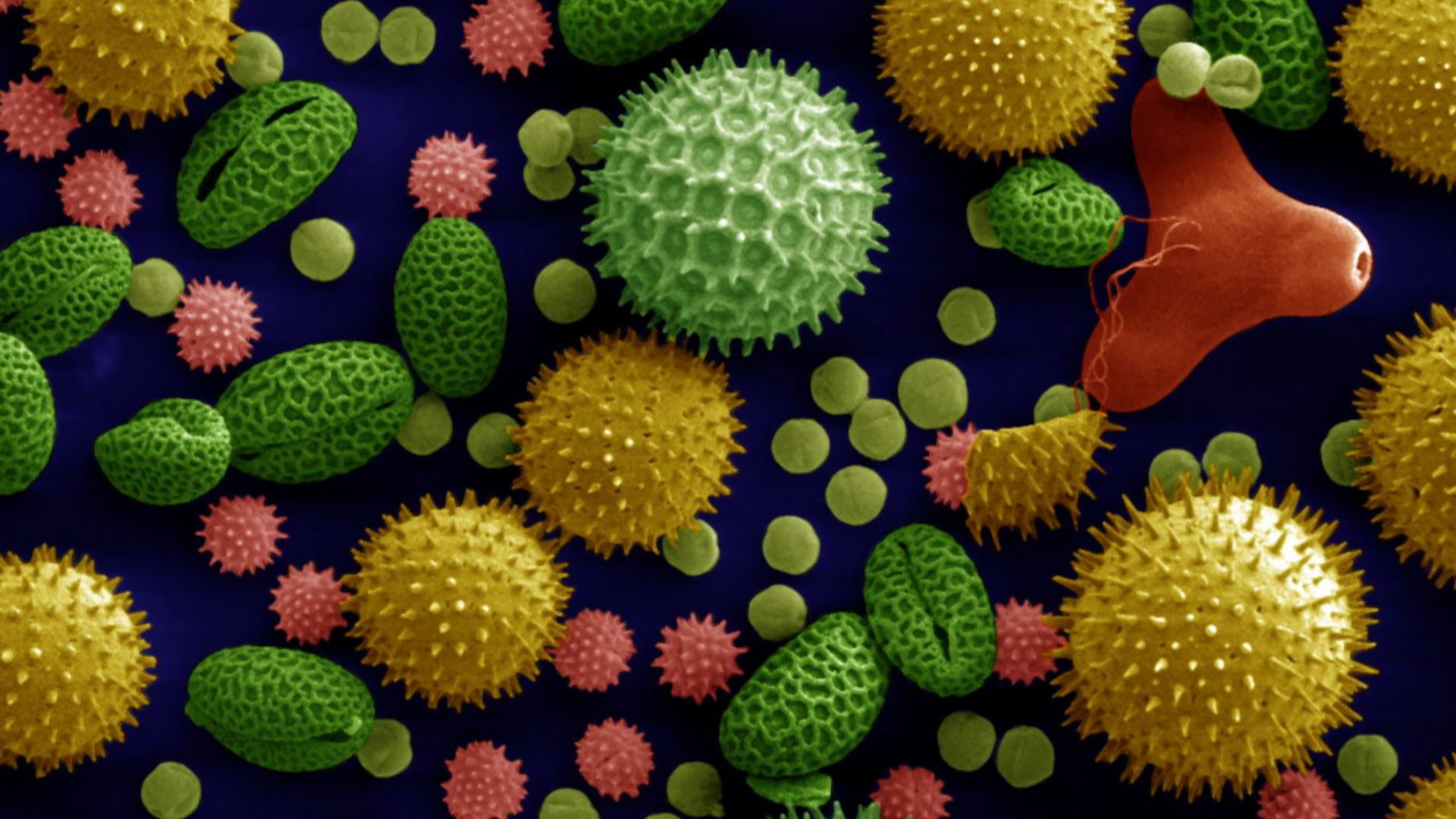 File:Misc pollen colorized.jpg