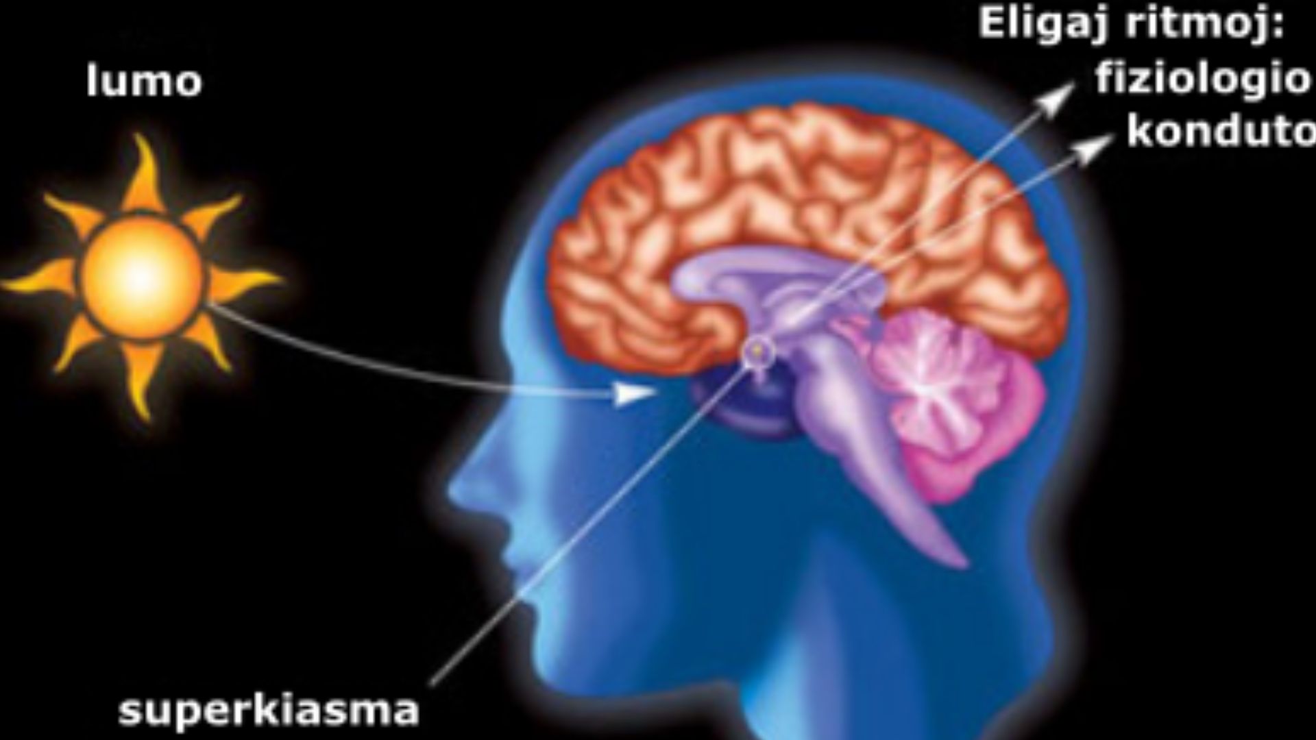 File:Lumo kaj SKN homo.png