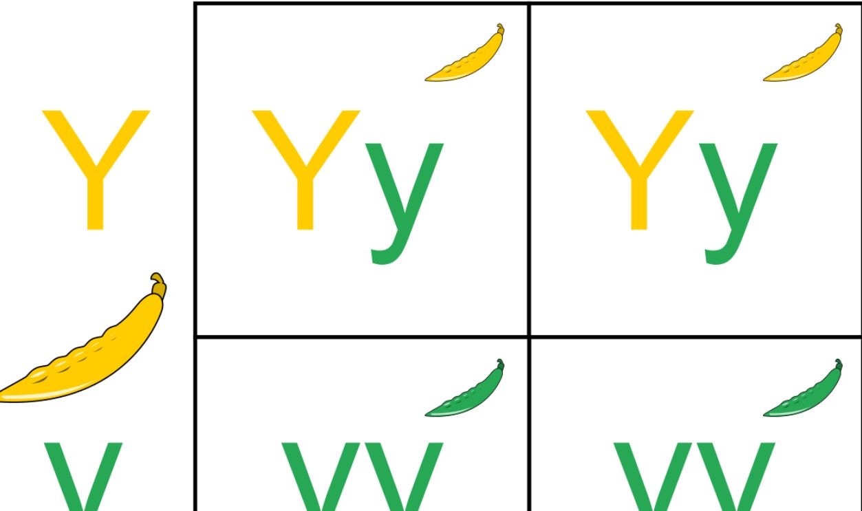 How Traits Are Passed Down