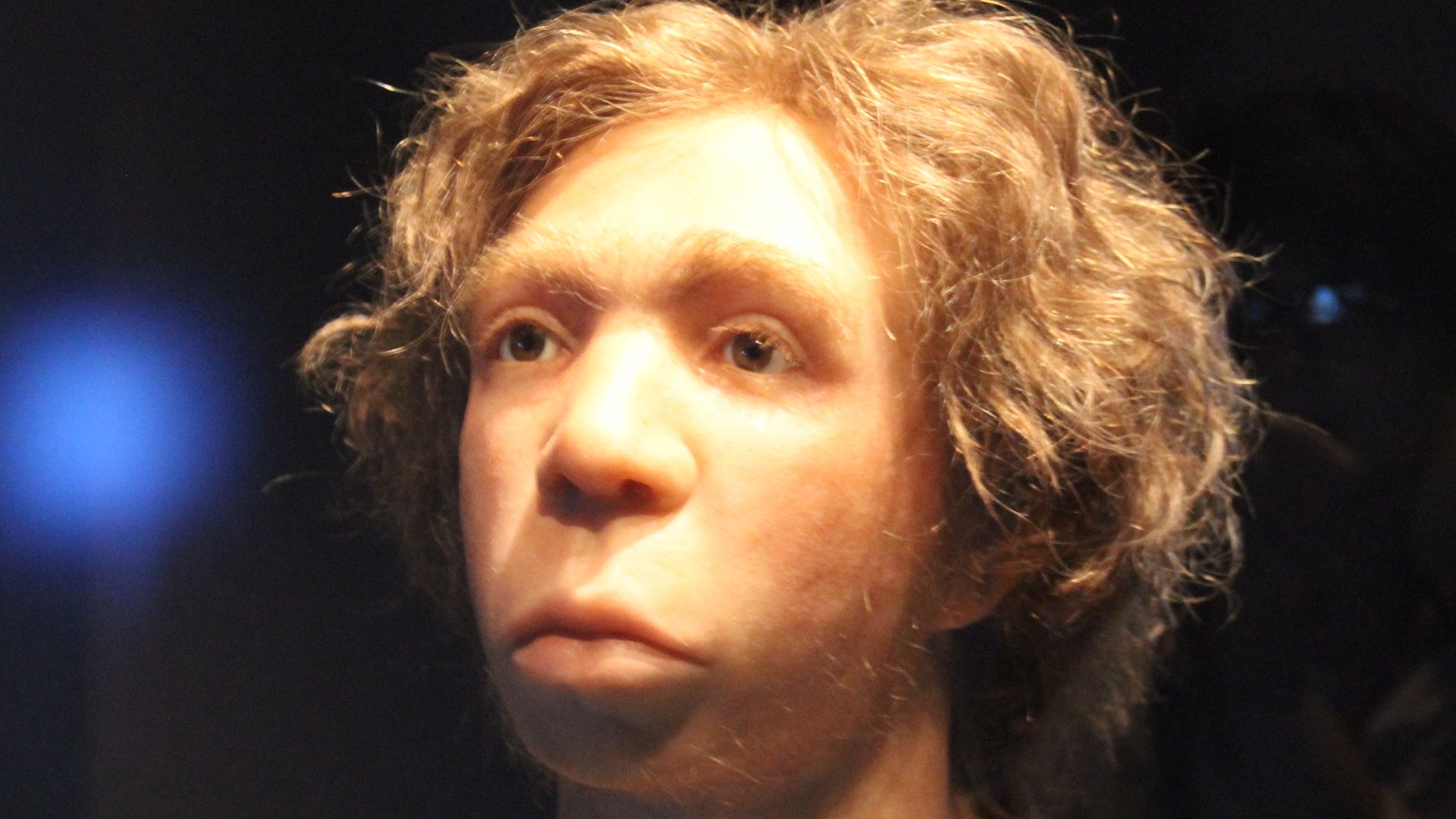 File:Le Moustier Neanderthal Skull reconstitution Neues Museum Berlin.jpg