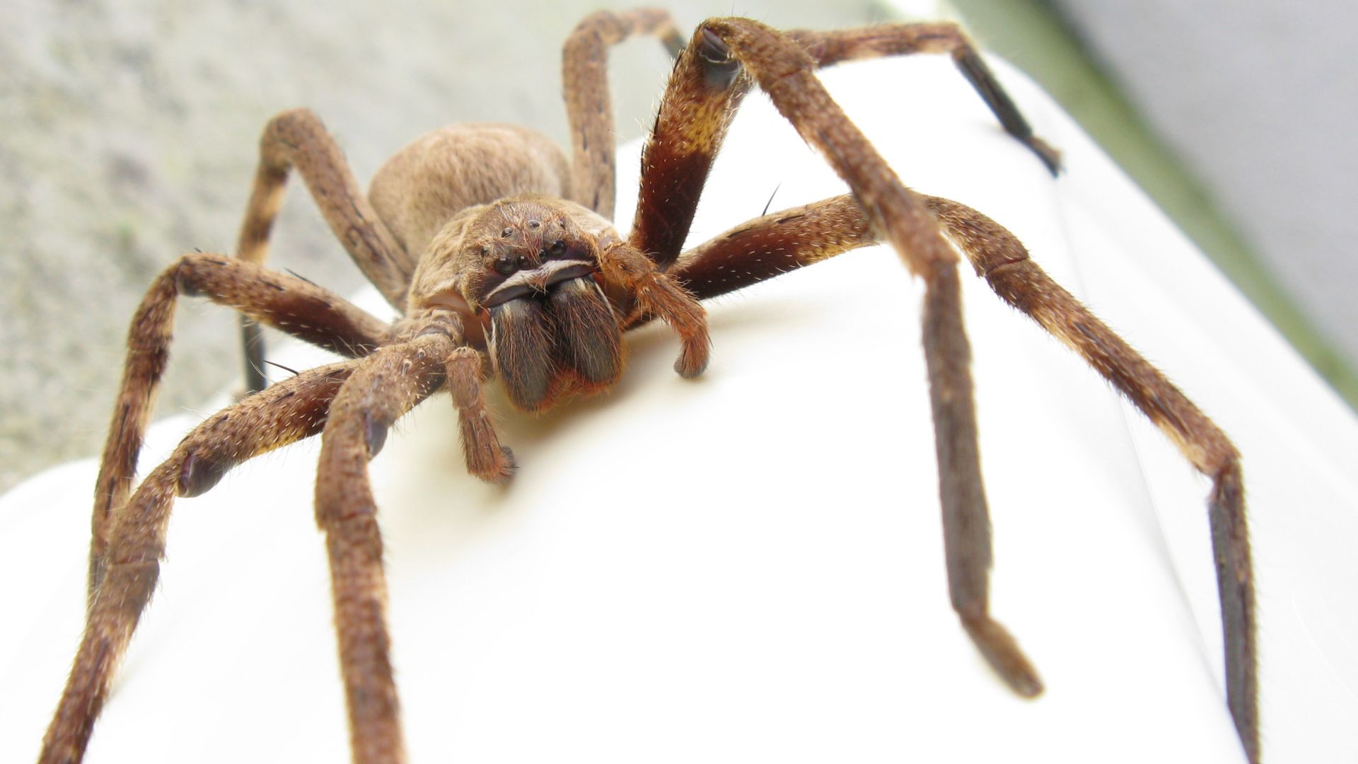 File:Sparassidae Palystes castaneus mature female 9923s.jpg