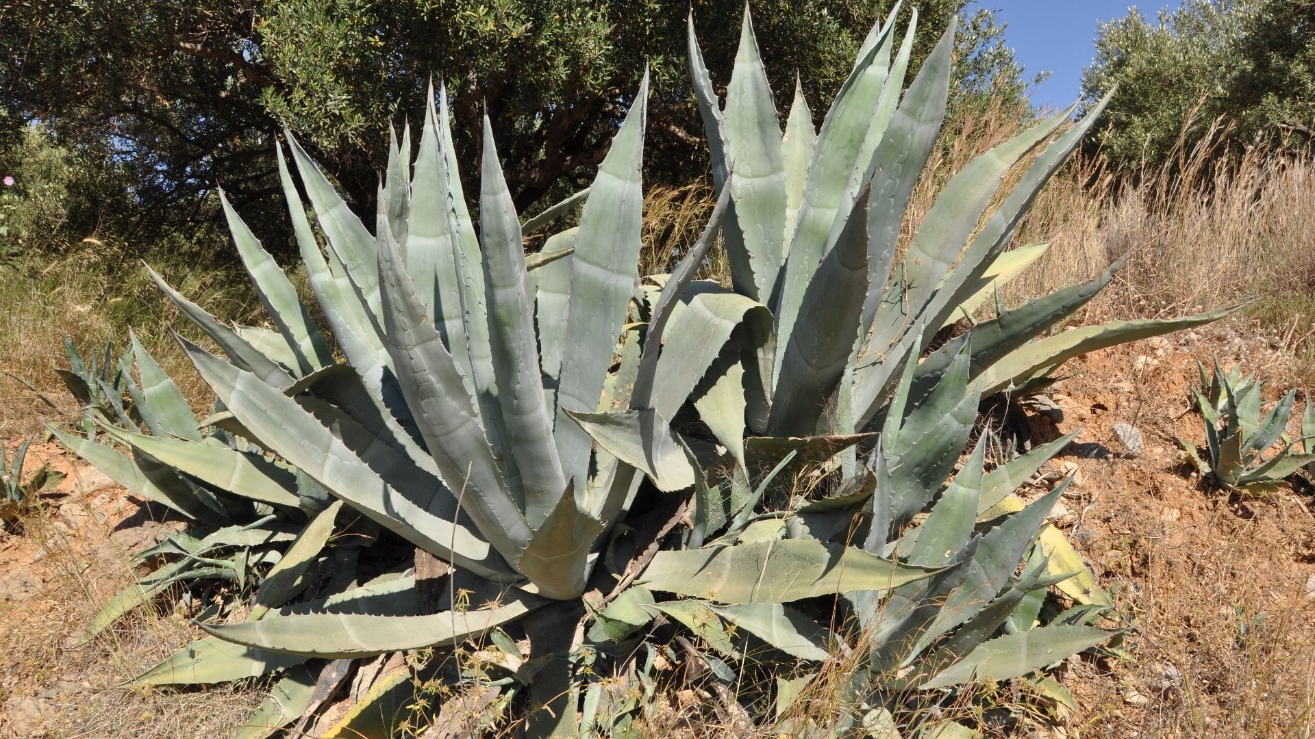 File:Agave americana R01.jpg