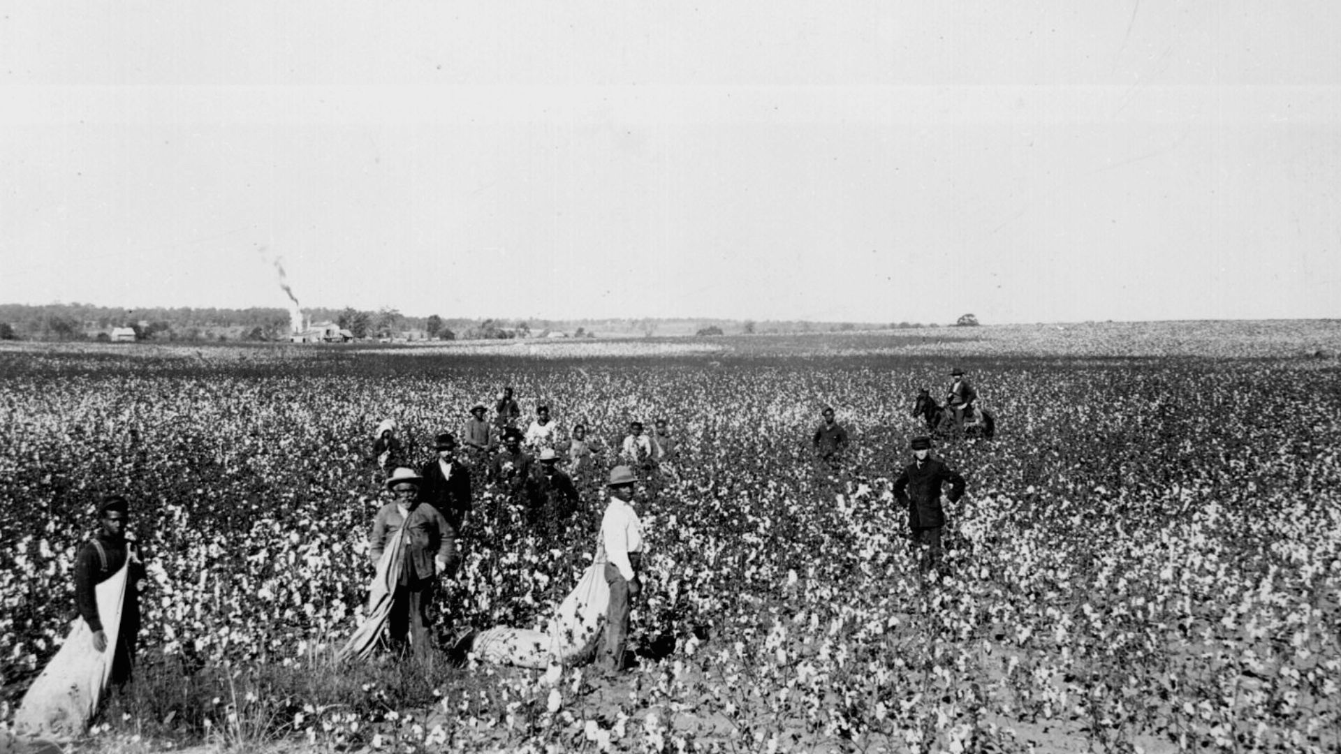 File:Cotton field.jpg