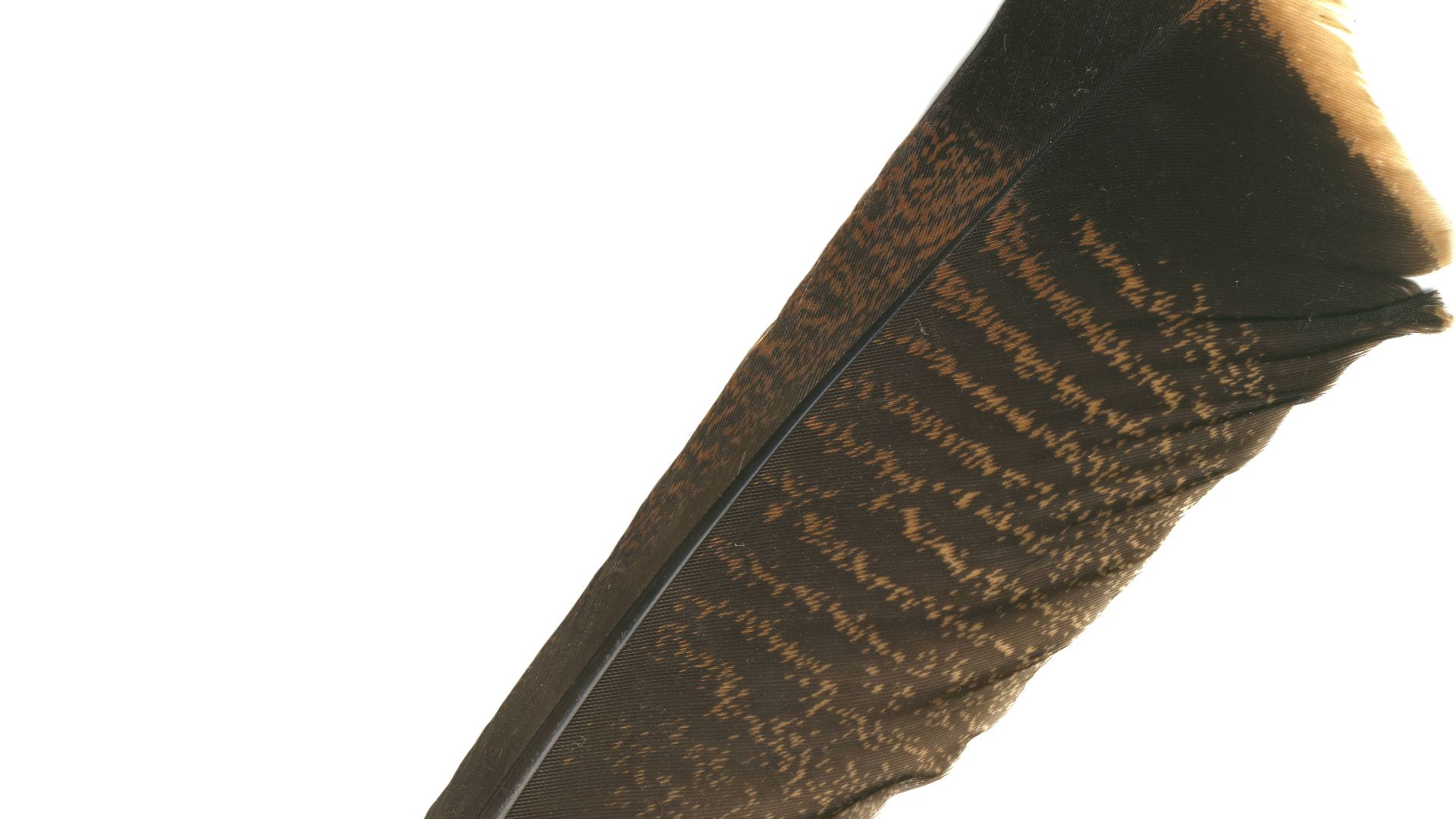 File:Turkey Feather.JPG