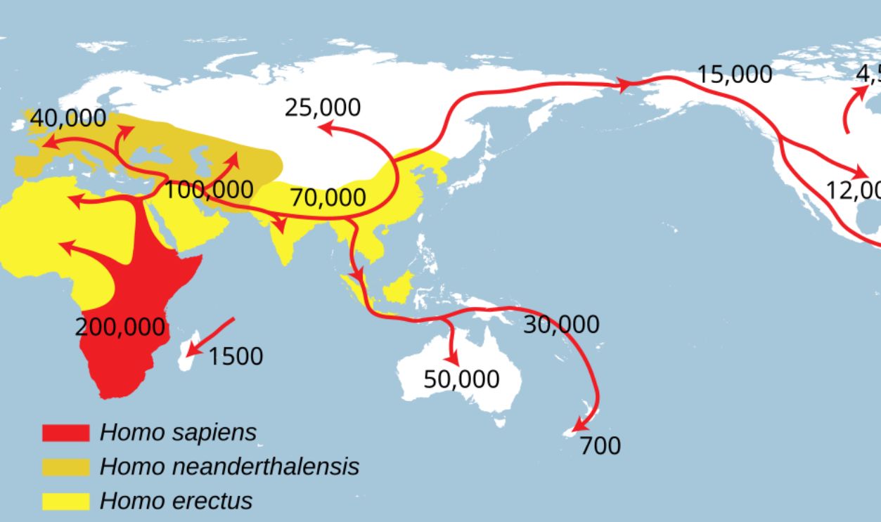 Other Ancient Relatives Beyond Neanderthals