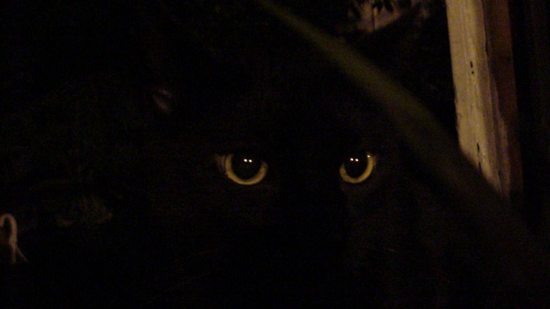 File:Black cat in the dark.jpg