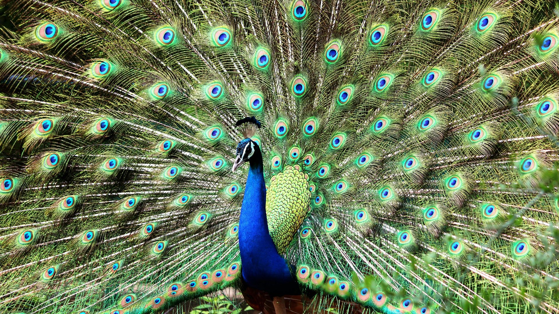 NAUSHIL | SKYHAWK. ASIA