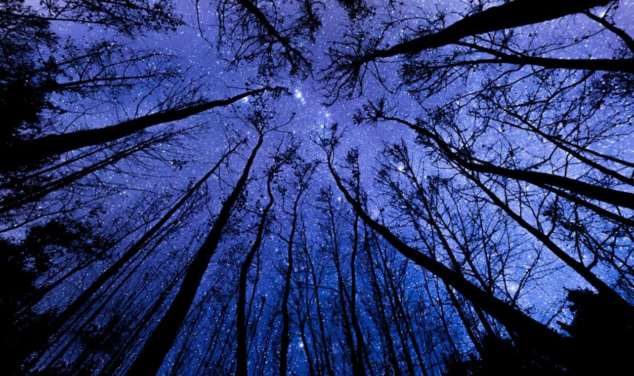 Forest trees at night