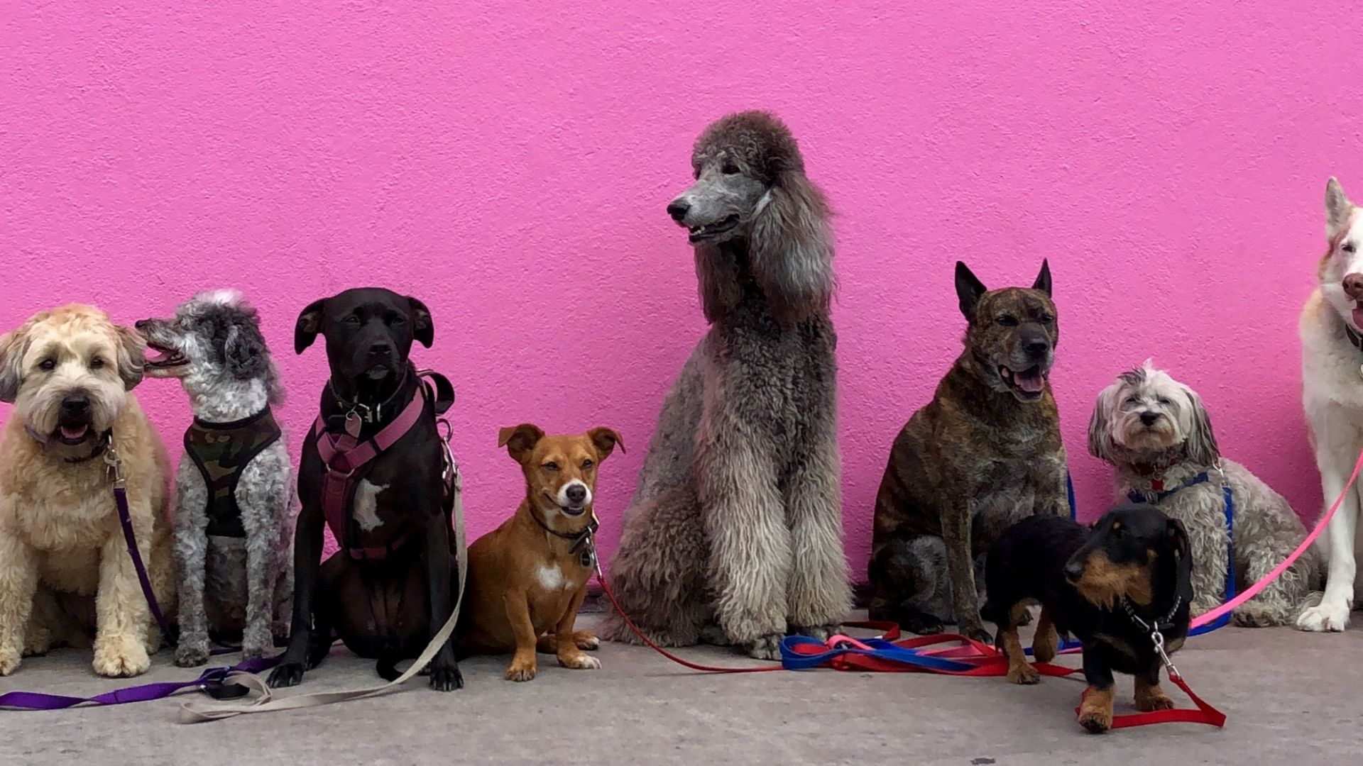 litter of dogs fall in line beside wall