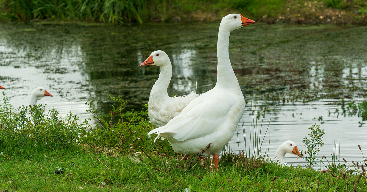 geese by a pond