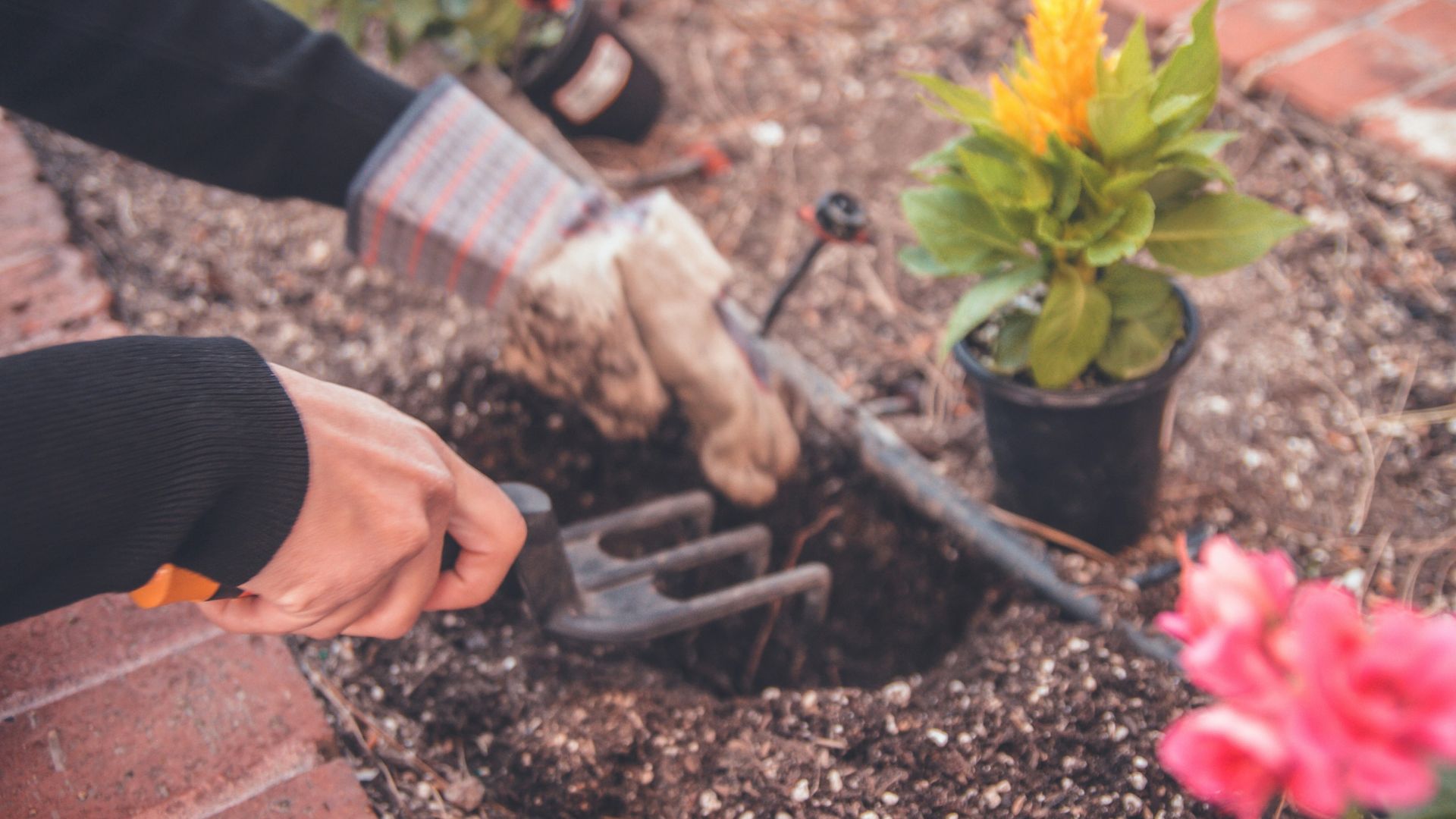 person holding gardening tool near yellow plant