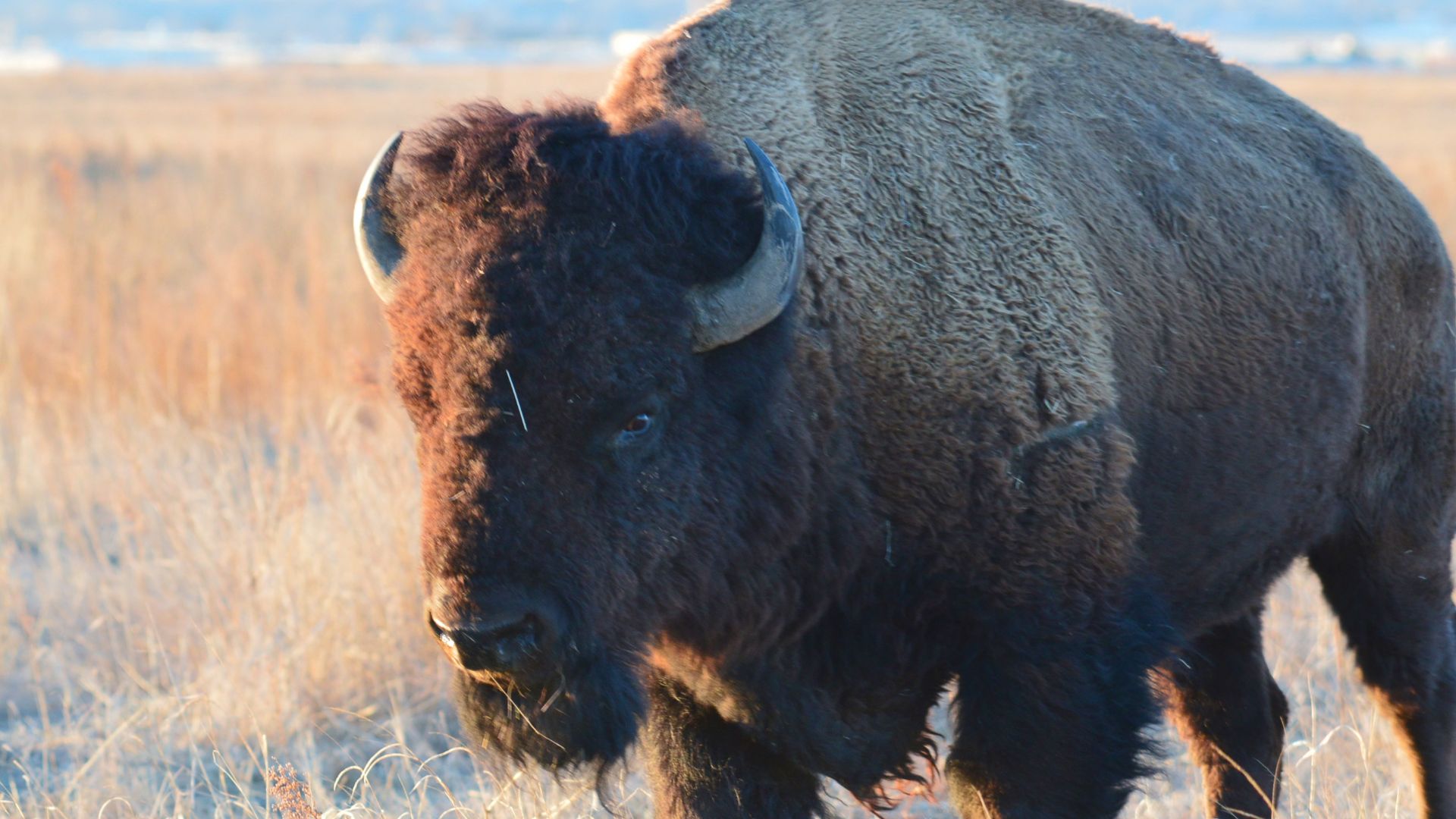 File:American Bison (24595316054).jpg