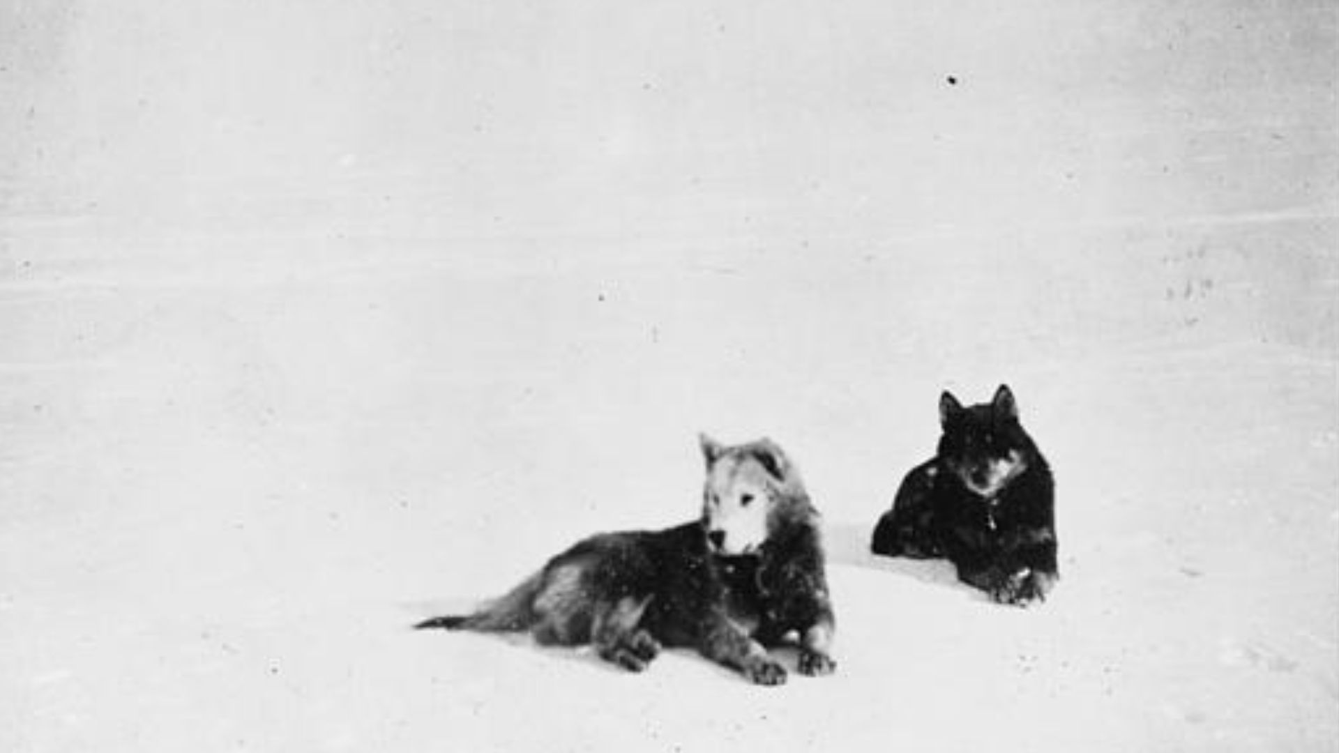 File:Amundsen - Lassesen and Fix.jpg