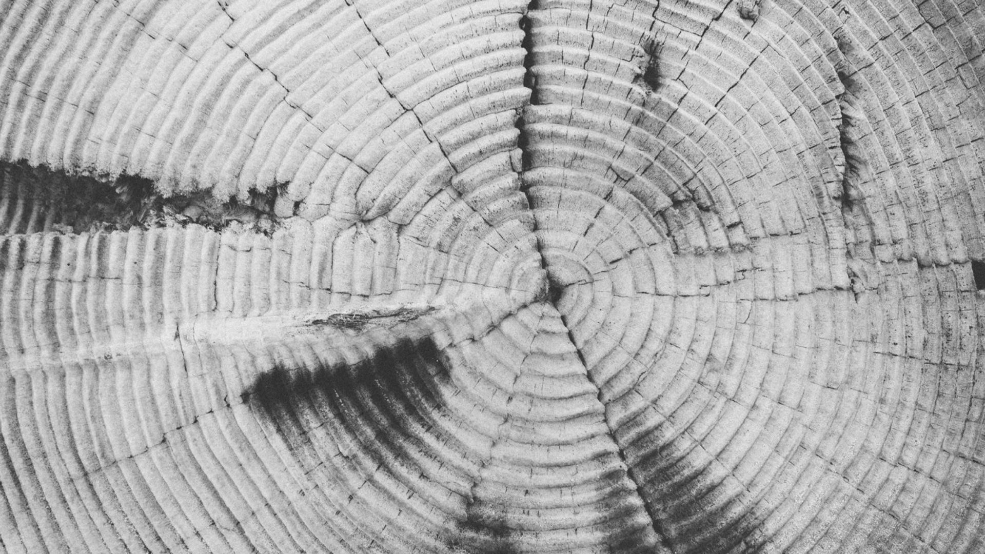 File:Tree rings, black and white.jpg
