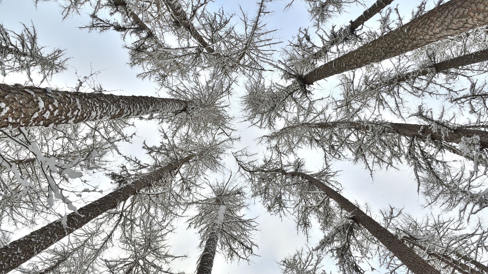 536 Ad The Worst Year In History Simplefeed Rss