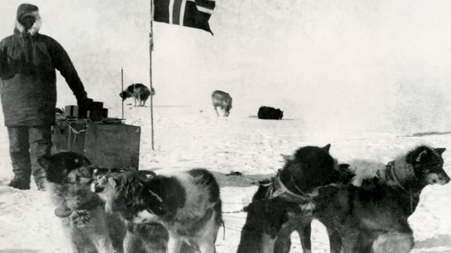 File:Roald Amundsen naast een slee met trekhonden op de Zuidpool bij een Noorse vlag, SFA008011926.jpg