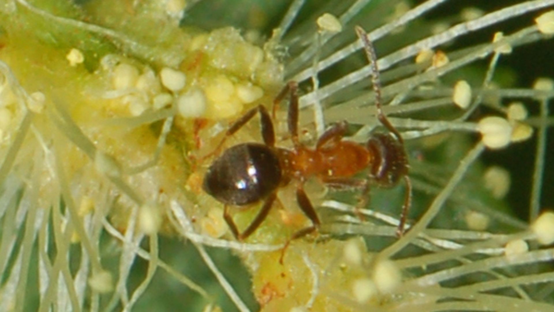 File:Formicidae - Lasius emarginatus.JPG