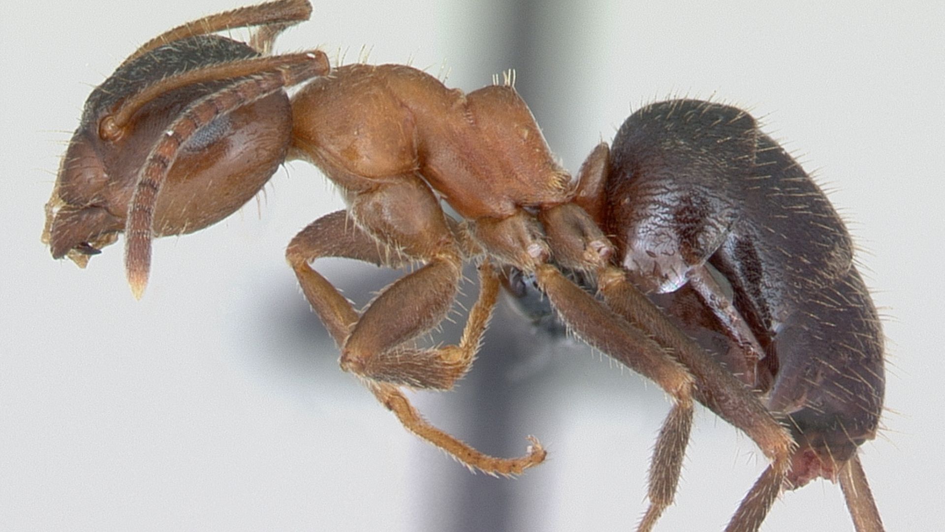 File:Lasius emarginatus casent0172762 profile 1.jpg