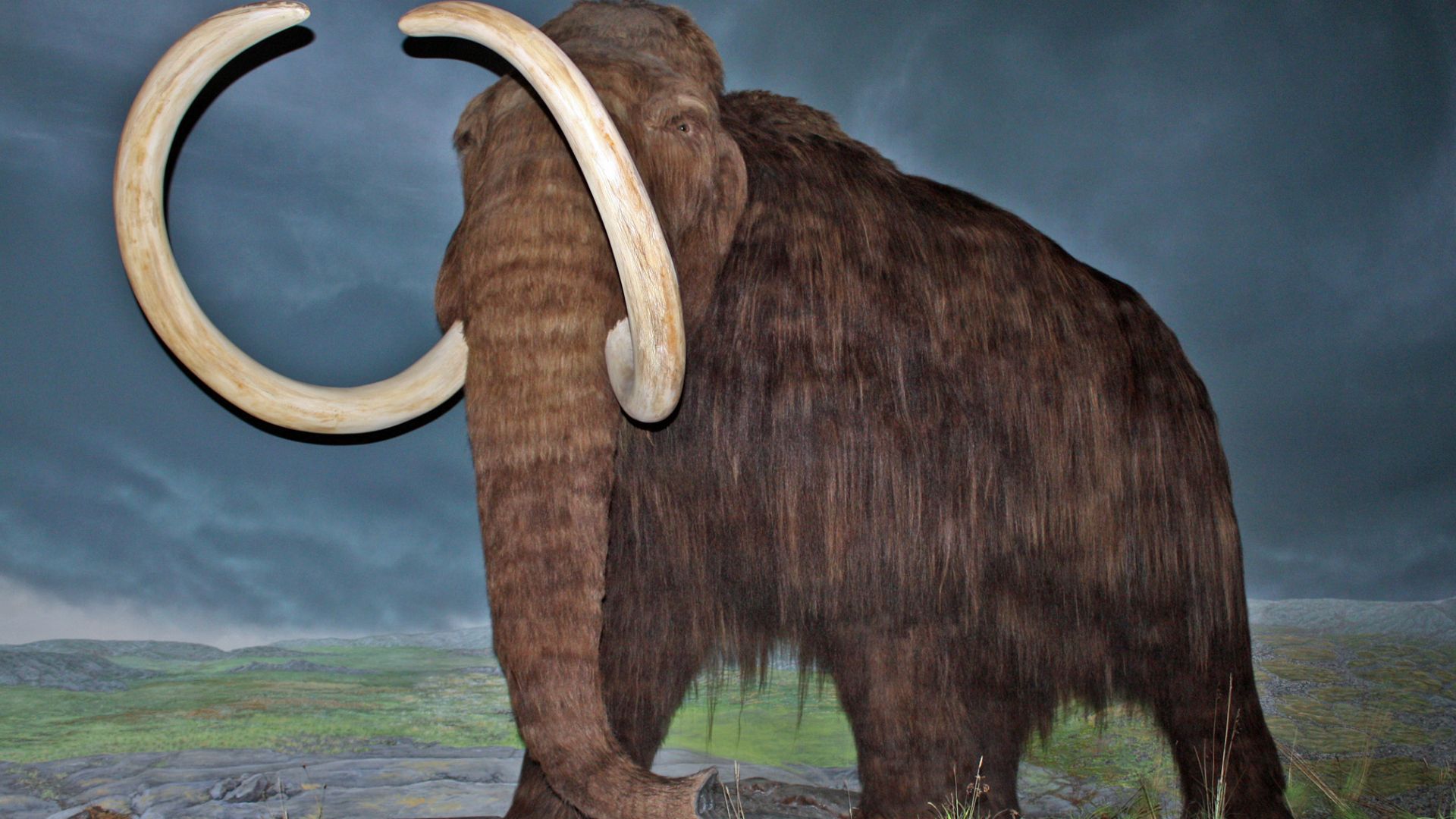 File:Woolly Mammoth-RBC.jpg