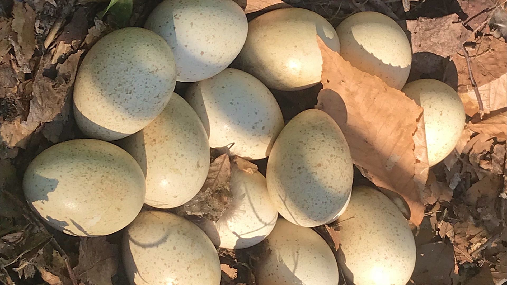 File:Wild turkey eggs.jpg