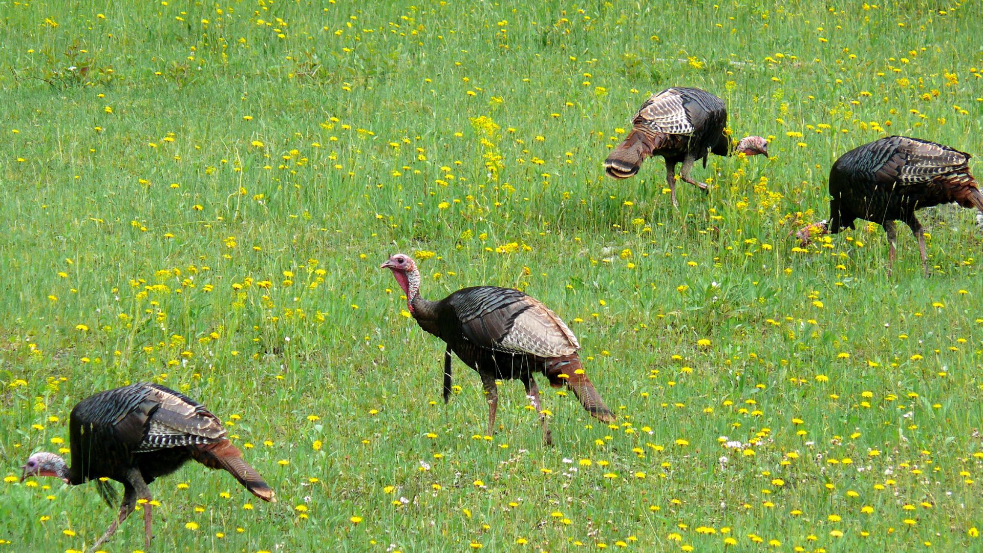 File:Wild Turkey-27527-2.jpg