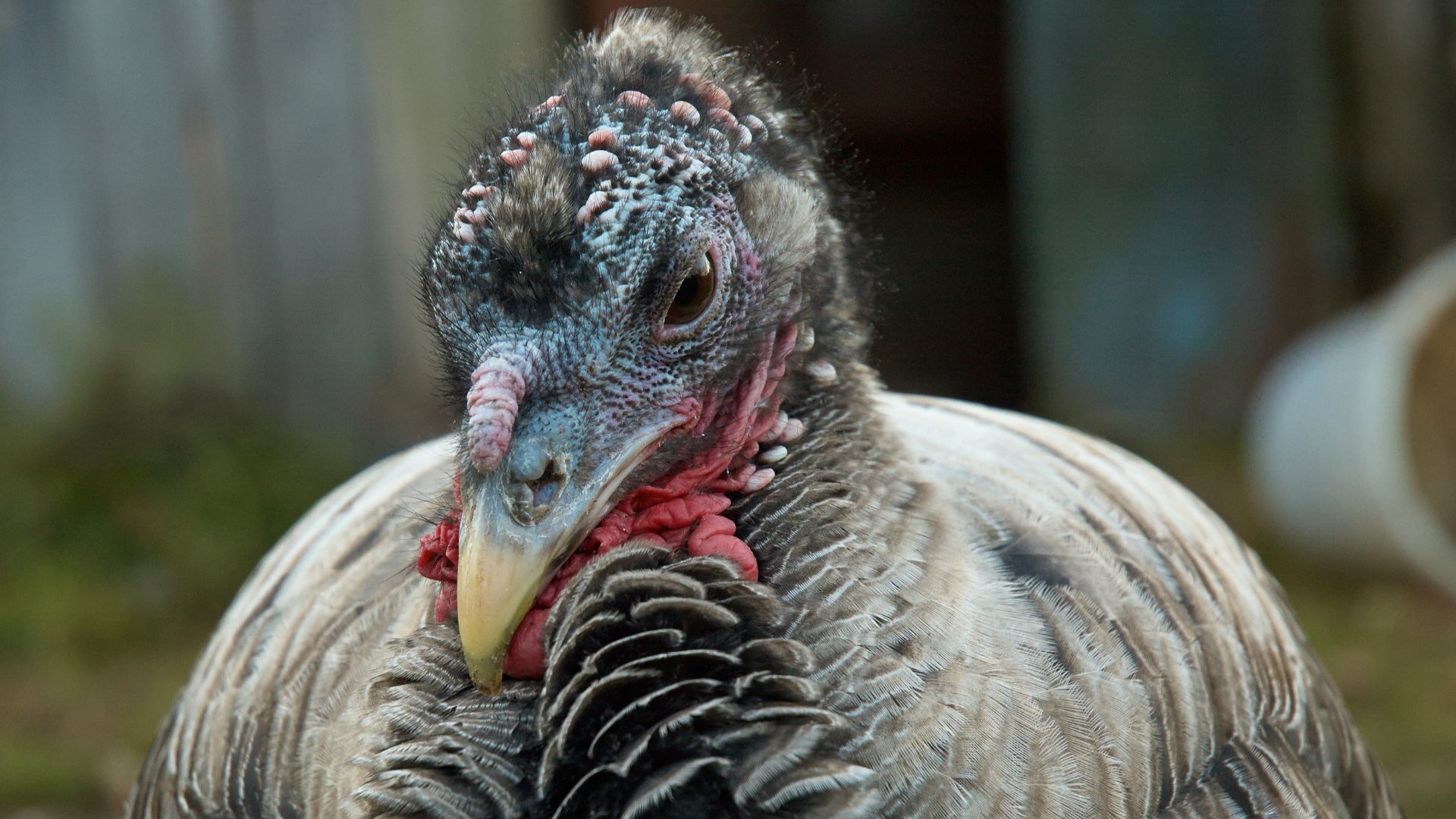 File:Domesticated turkeys.jpg