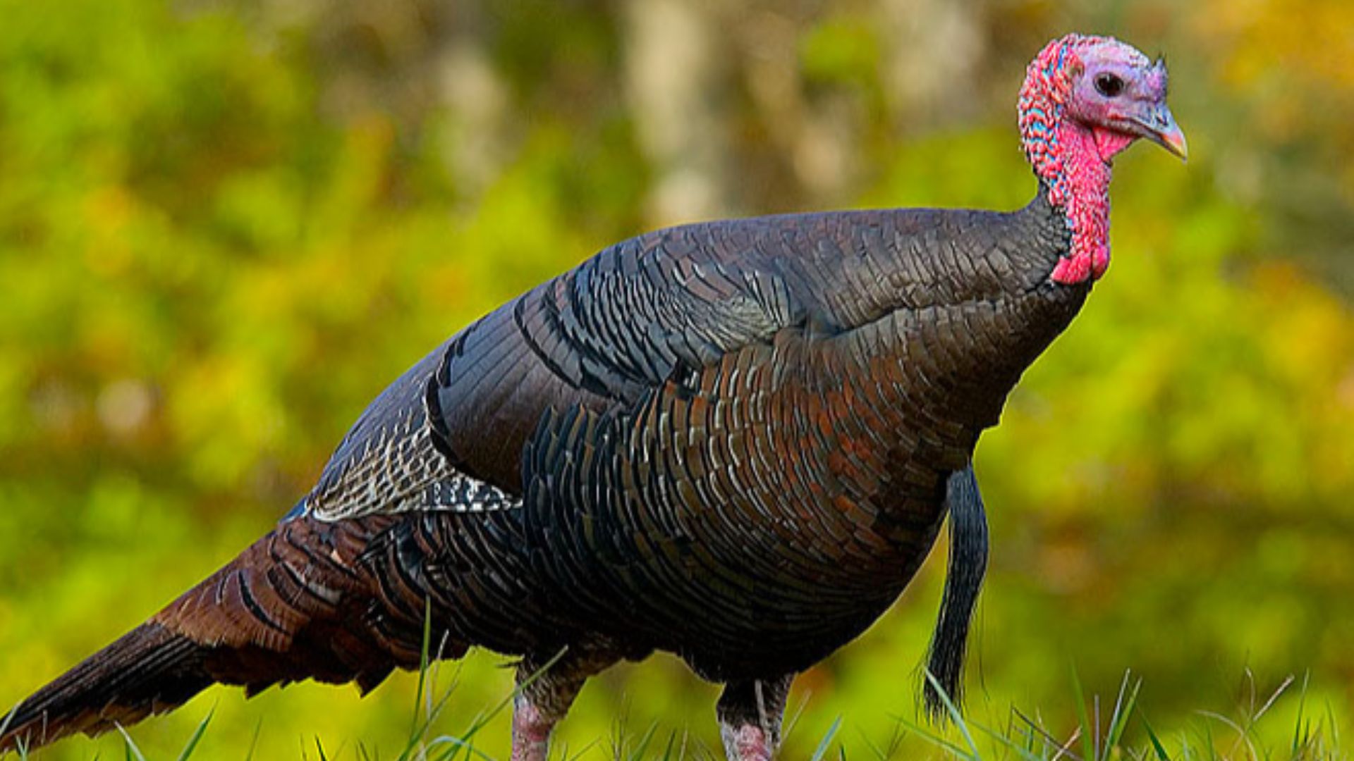 File:Wild turkey eastern us.jpg
