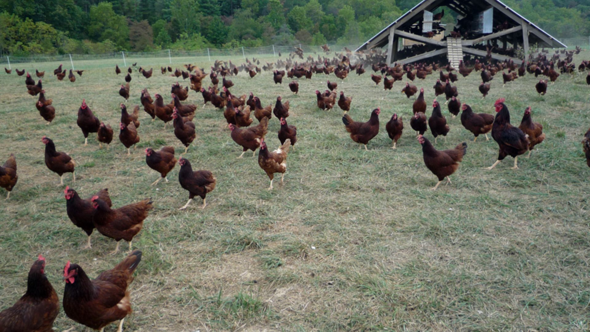 File:Eggmobile and flock of chickens at Polyface Farm.jpg