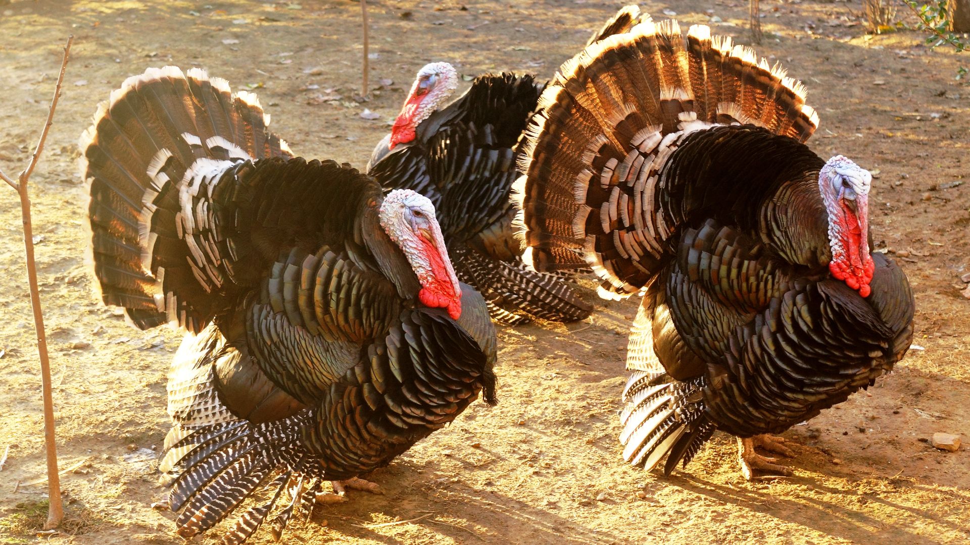 File:Domesticated turkey.jpg