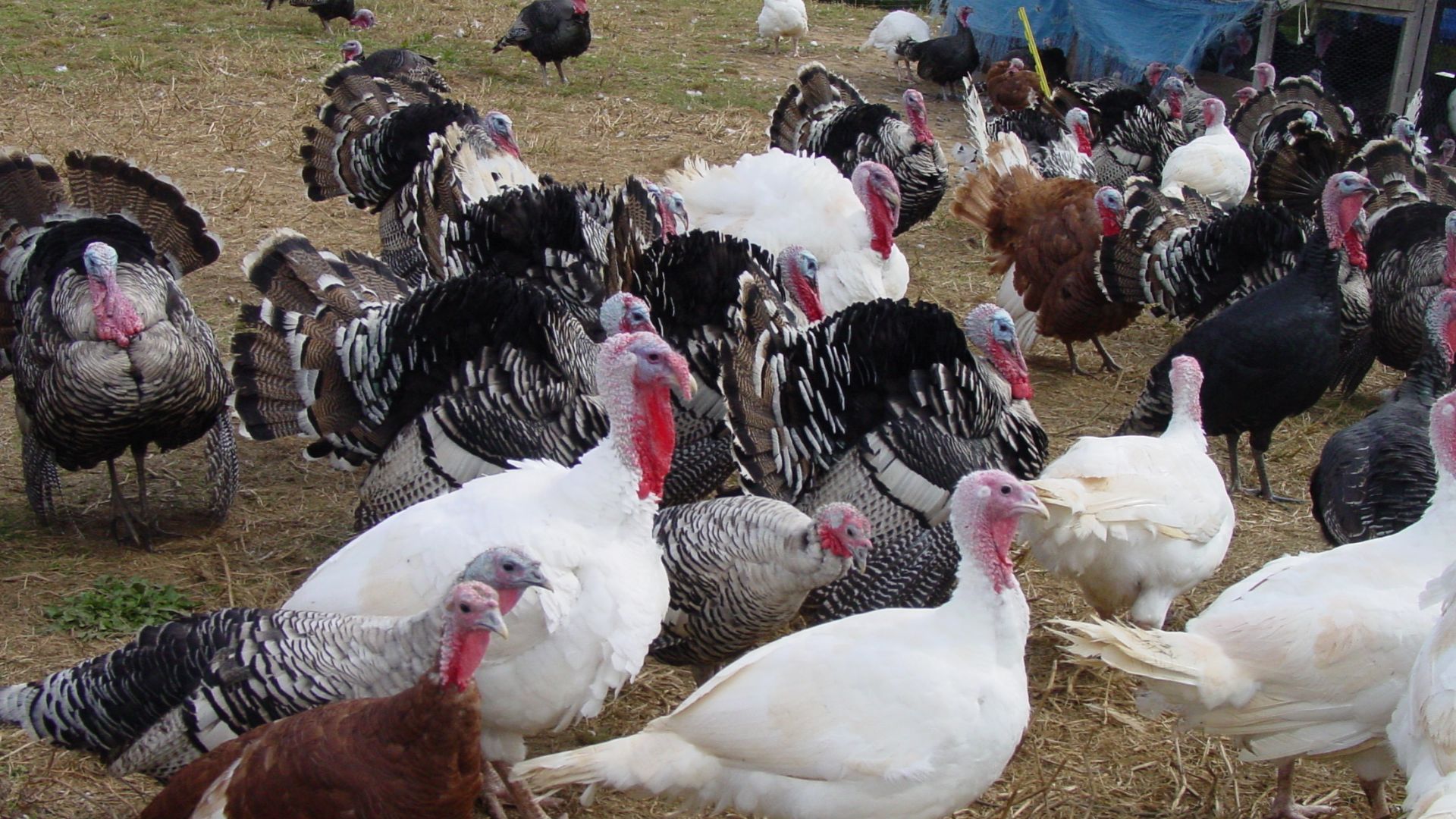 File:Heritage Turkeys in MD.jpg