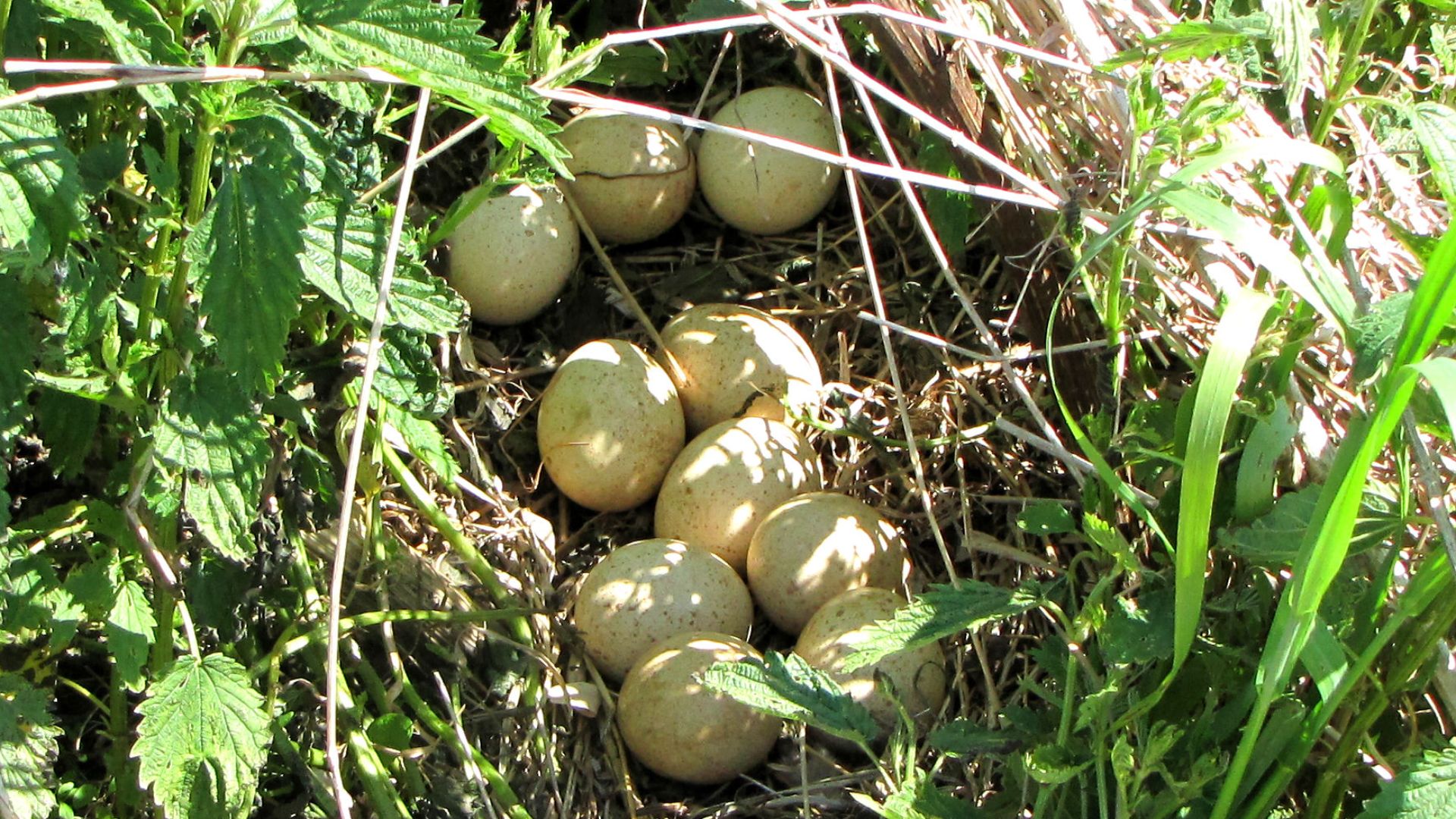 File:Wild Turkey nest and eggs.jpg
