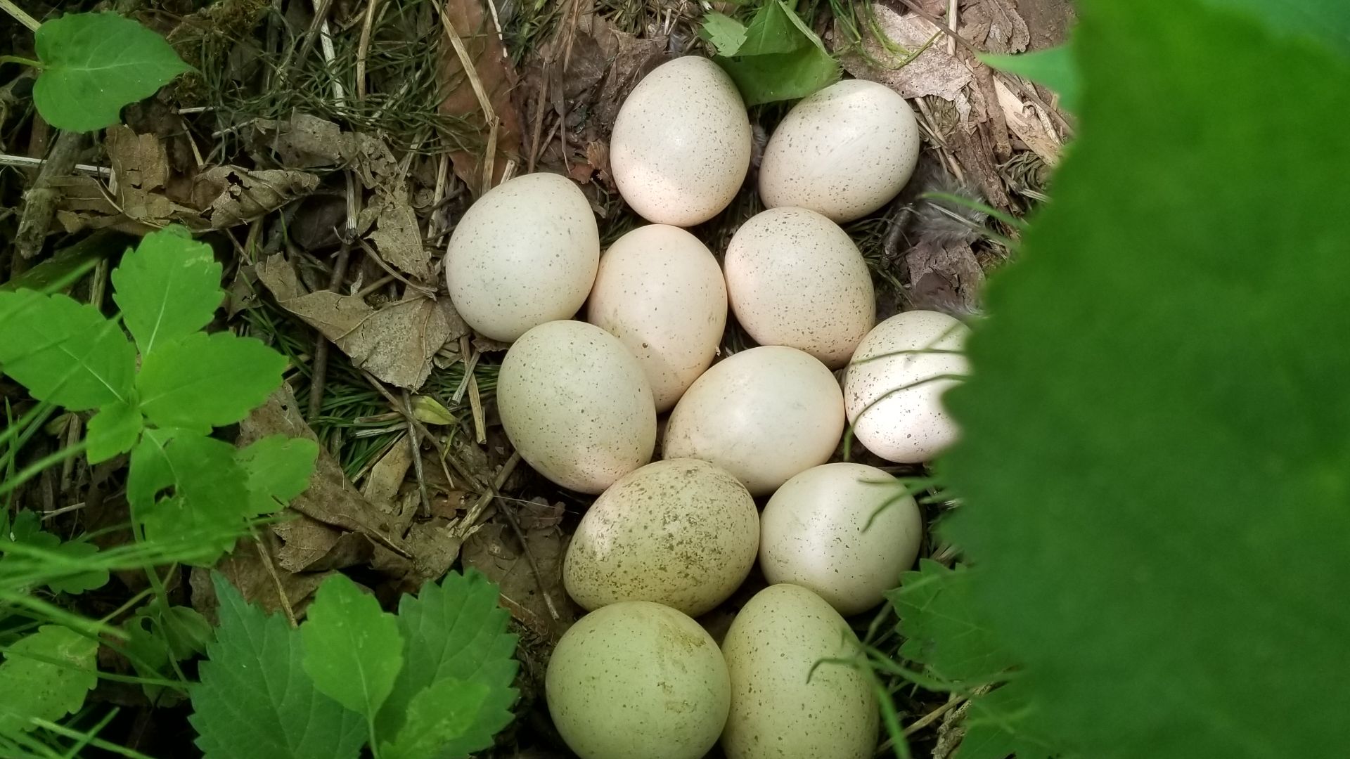 File:Wild turkey eggs from Ontario.jpg