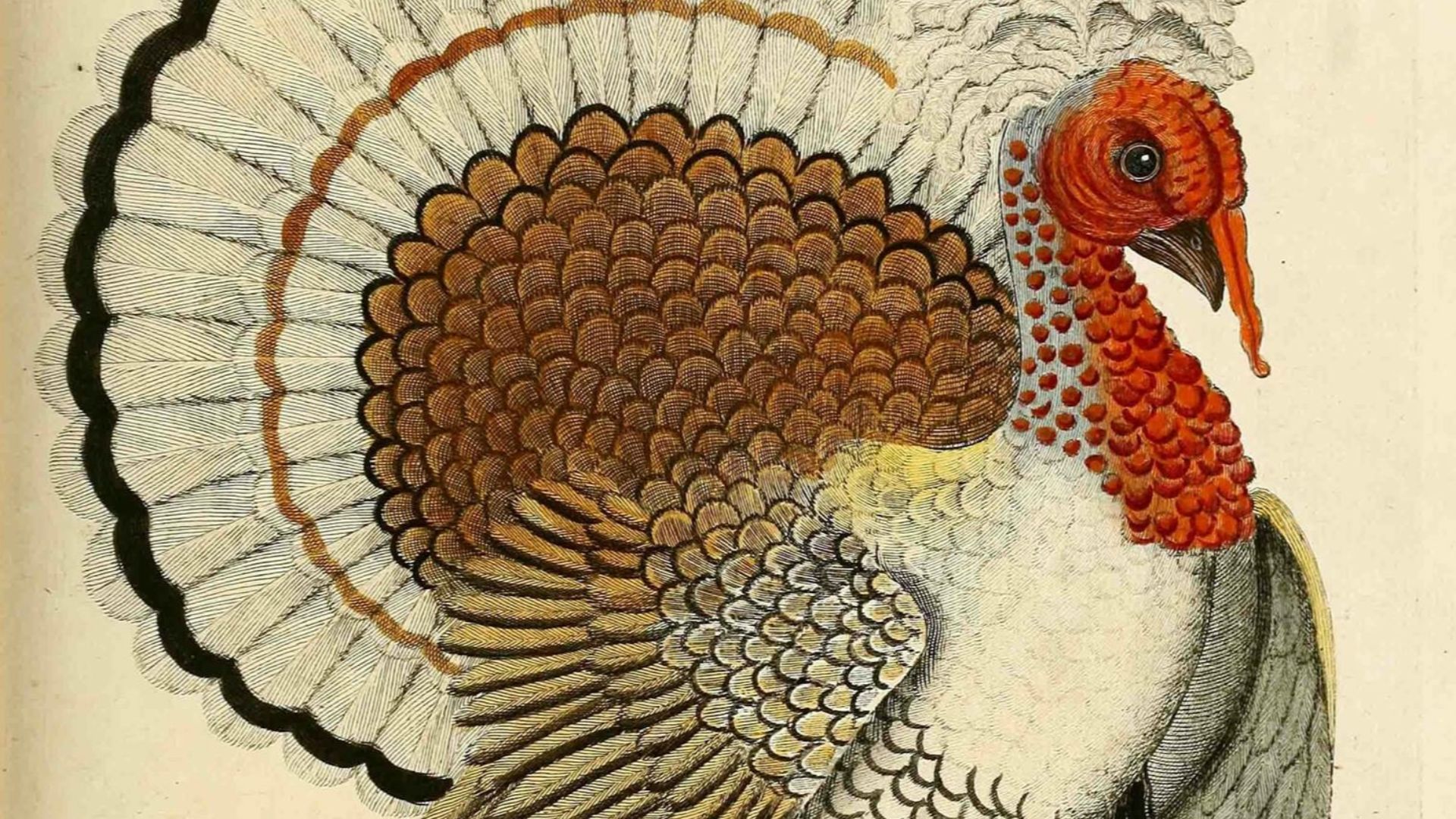 File:The Crested Turkey Cock.jpg