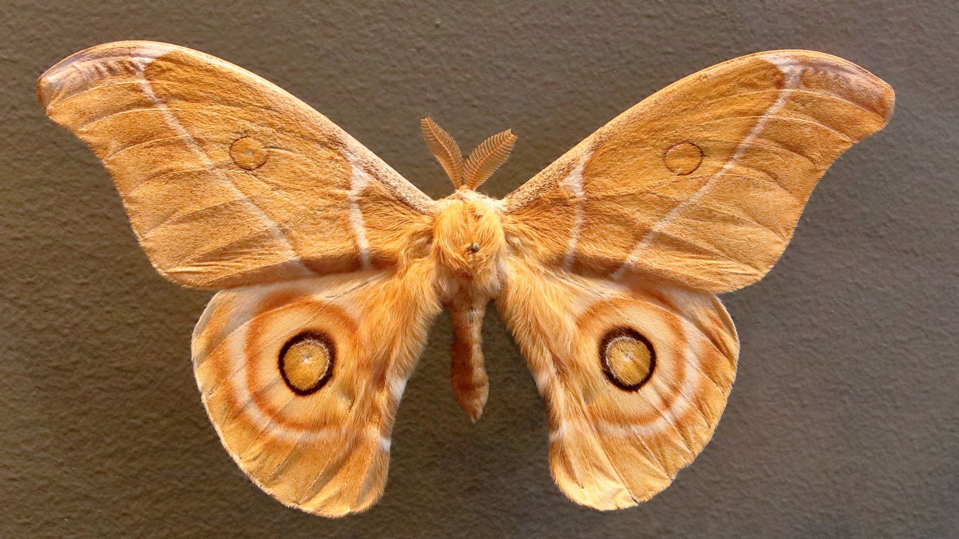 File:Giant Silkworm Moth.jpg