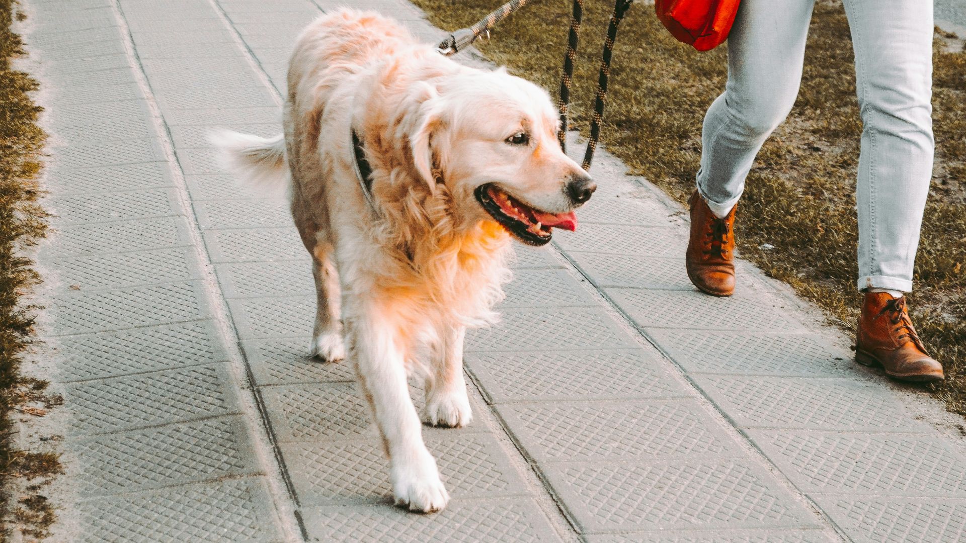 person walking beside Golden retriever on the street