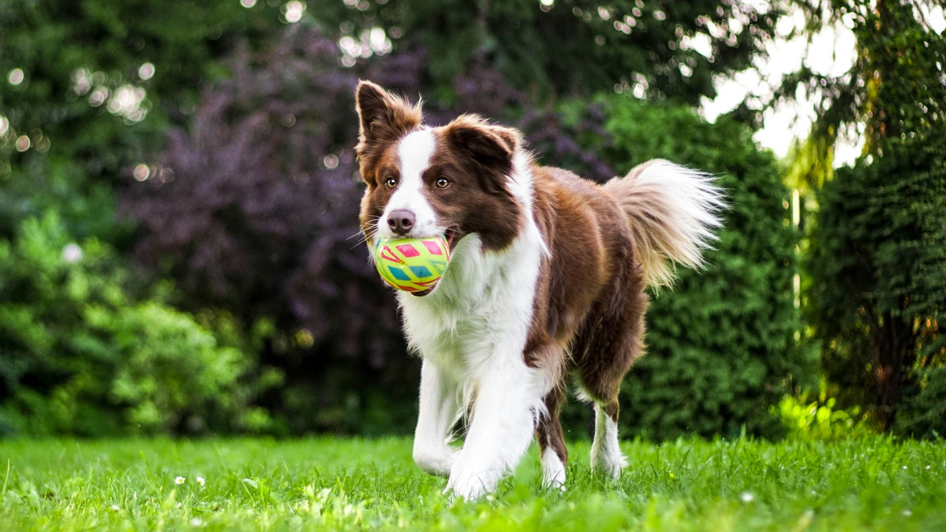 brown and white dog on grass