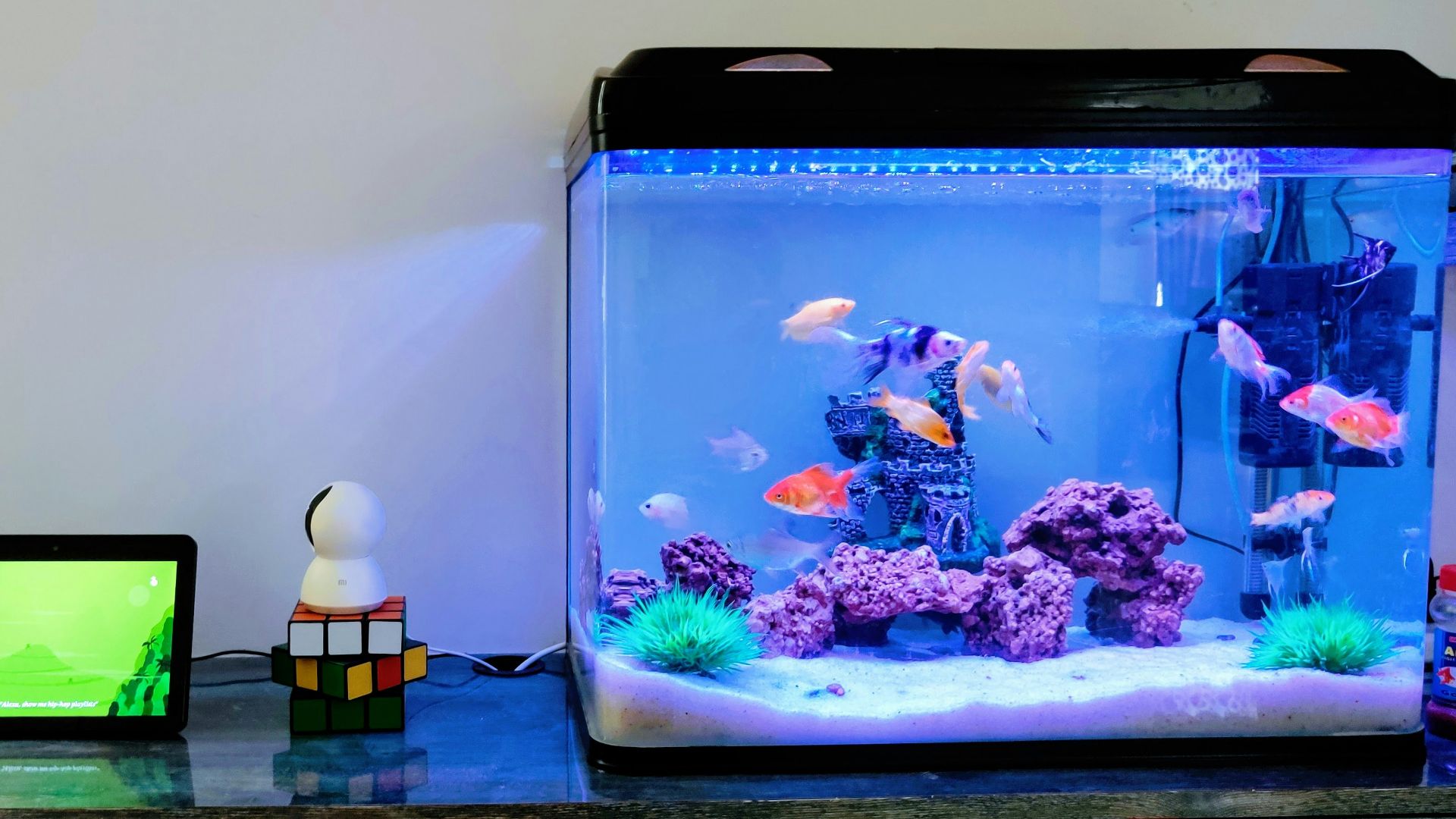 clear glass fish tank with blue fish