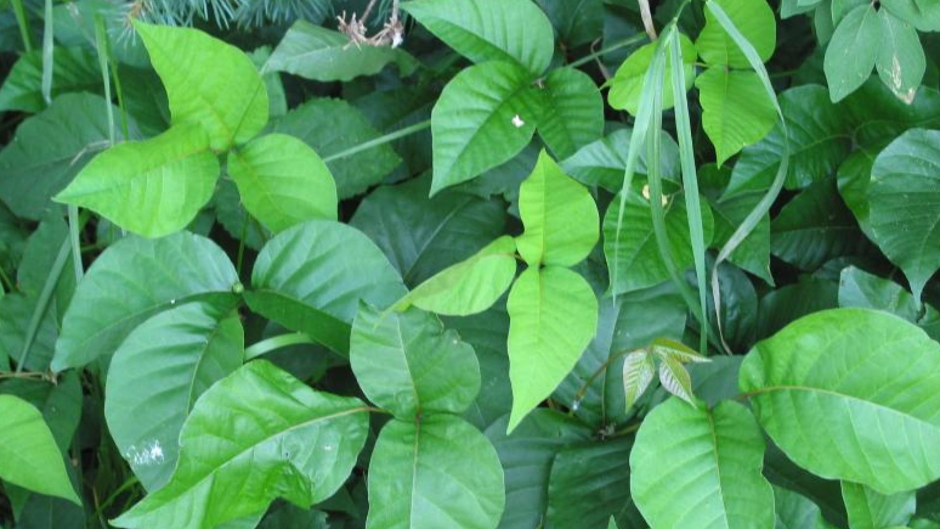 File:Toxicodendron radicans.jpg