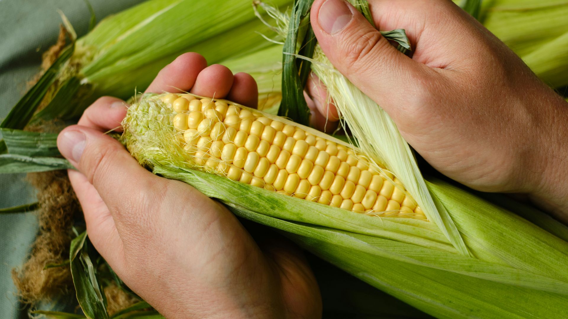 Hands peeling fresh corn on the cob