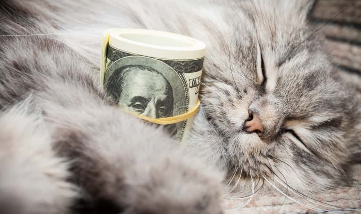 Cat And Money On Sofa , Shutterstock, 162833252