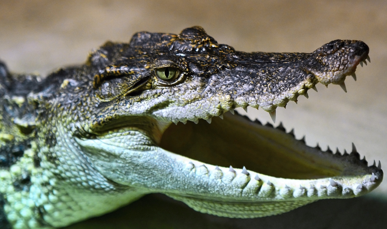 Crocodile