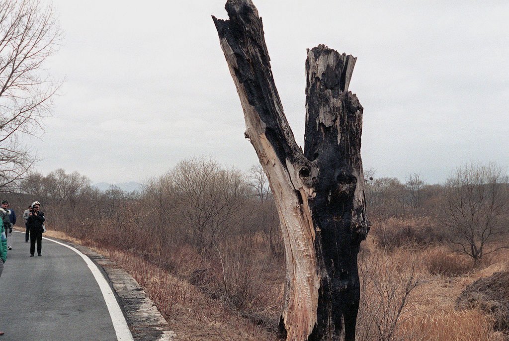Remains of the tree that was the object of the 1976 incident