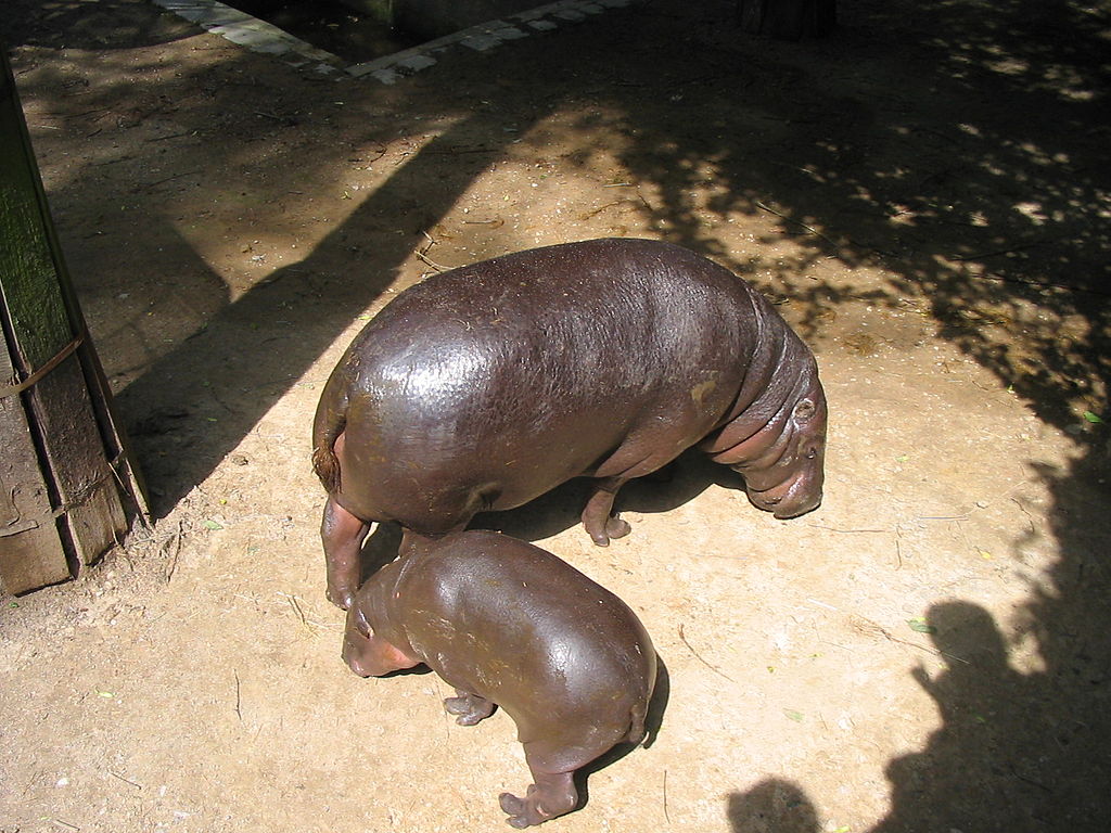 Close Up Photo of two pygmy hippopotamus in a Zoo