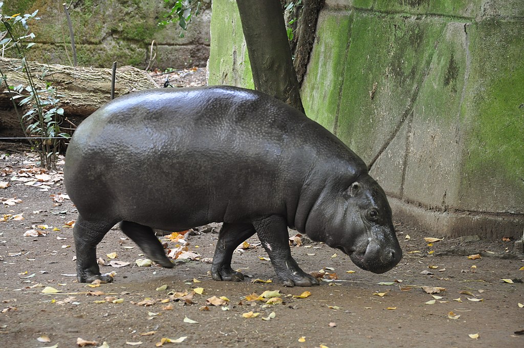 Close Up Photo of pygmy hippopotamus standing on a patch of sand land