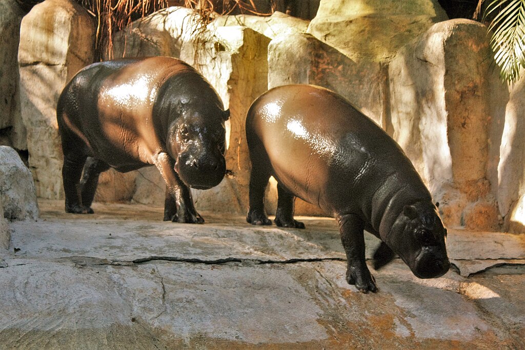 Close Up Photo of two pygmy hippopotamus in a Zoo