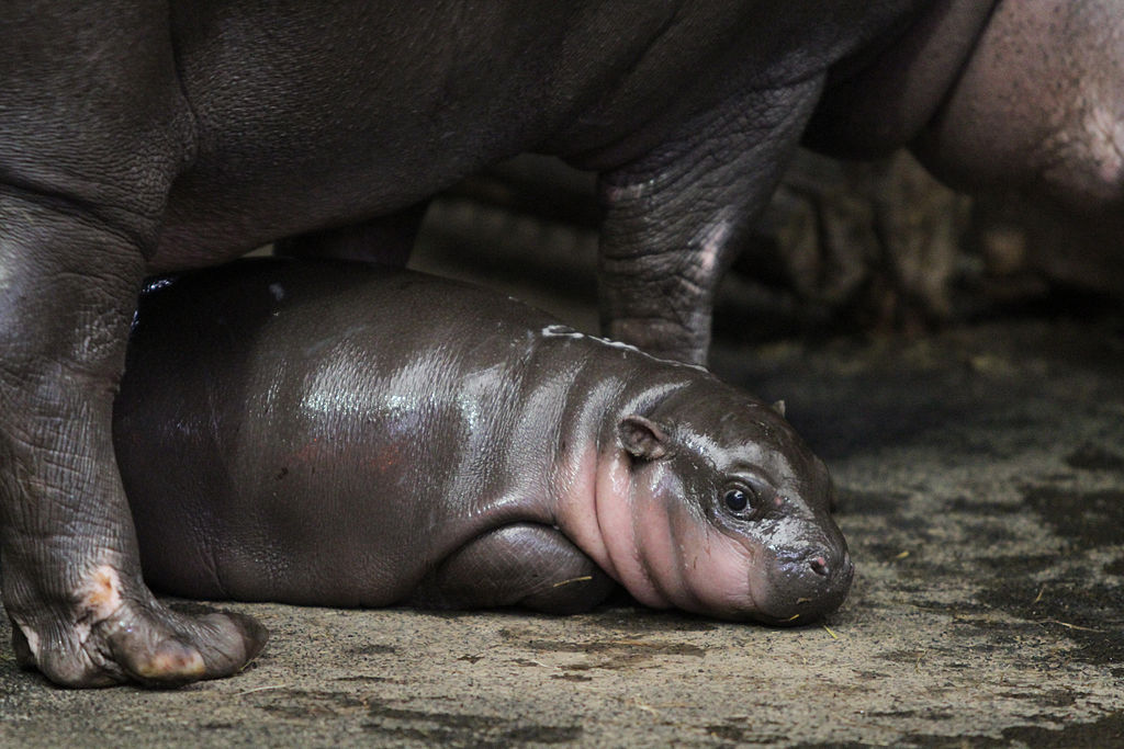 Close Up Photo of two pygmy hippopotamus in a Zoo