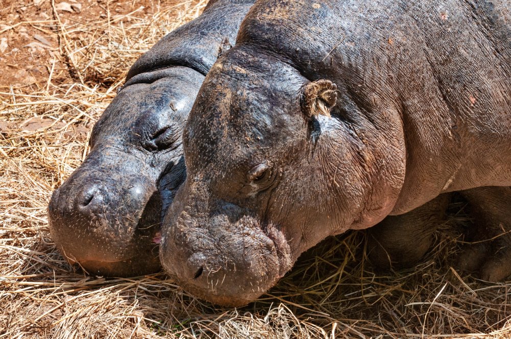 Close Up Photo of two pygmy hippopotamus resting on dry grass in a Zoo
